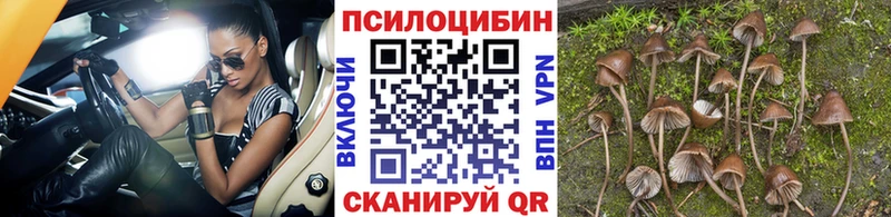 Псилоцибиновые грибы Psilocybine cubensis Саров